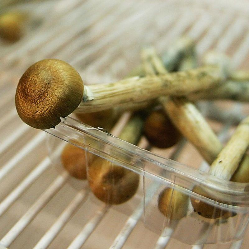 Magic mushrooms containing psilocybin in a plastic container on a shelf